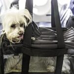 ¿Cómo Transportar O Enviar Mascotas En Vuelos Internacionales Con Venezuela?
