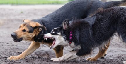 cuanto dinero puedo recibir por una mordida de perro en propiedad privada