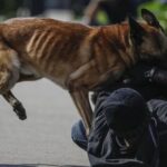 ¿Es delito si un perro muerde a una persona? Consecuencias legales de las mordeduras