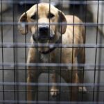 ¿Es obligatorio castrar a los perros por ley? Respuesta legal